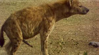 Female Hyena With Enlarged Clitoris