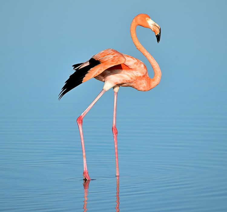 A (not The) Flamingo