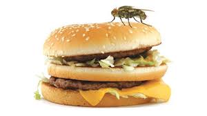 Fly on a hamburger