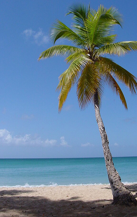 Palm tree