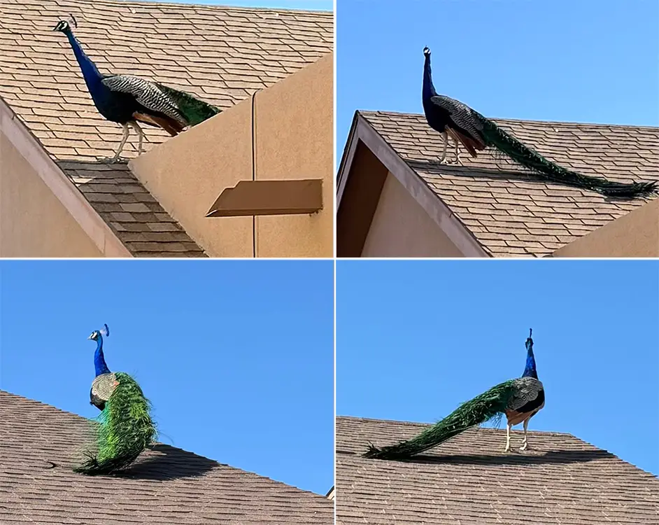 Peacock on roof