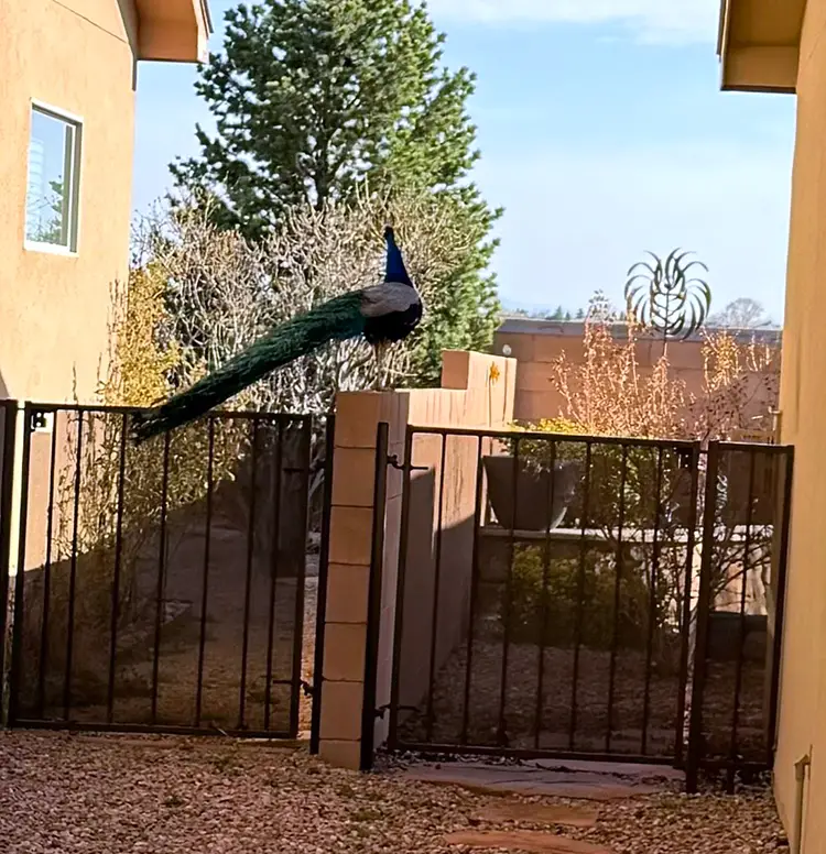 Peacock on fence