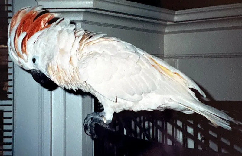 Will's cockatoo, Gloria